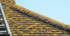 Basildon roof before cleaning and moss removal